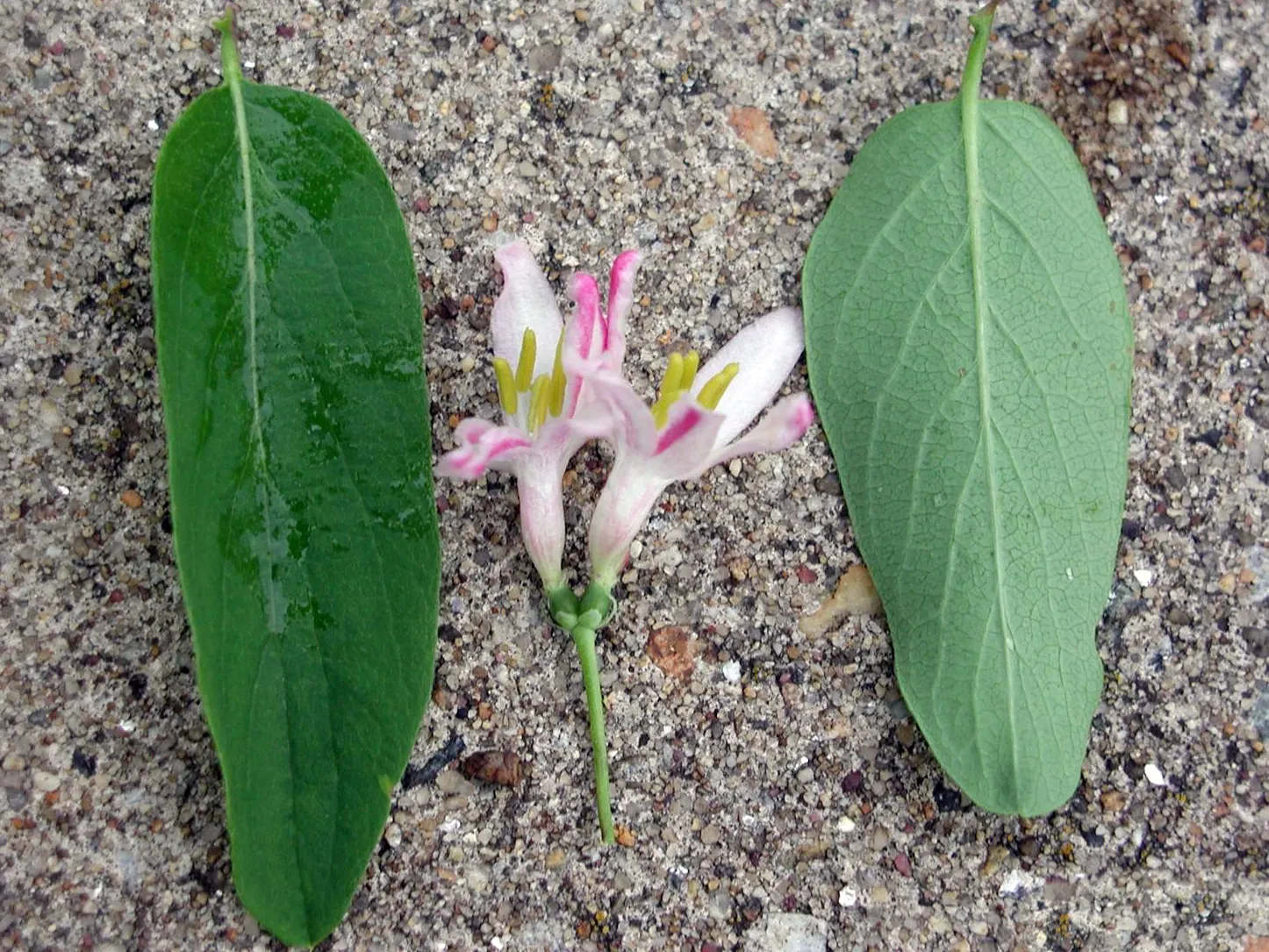 Tatarian Honeysuckle (Lonicera Tatarica) — attracting pollinators with their sweet nectar.<br><br>Come fall; making it a versatile choice for diverse