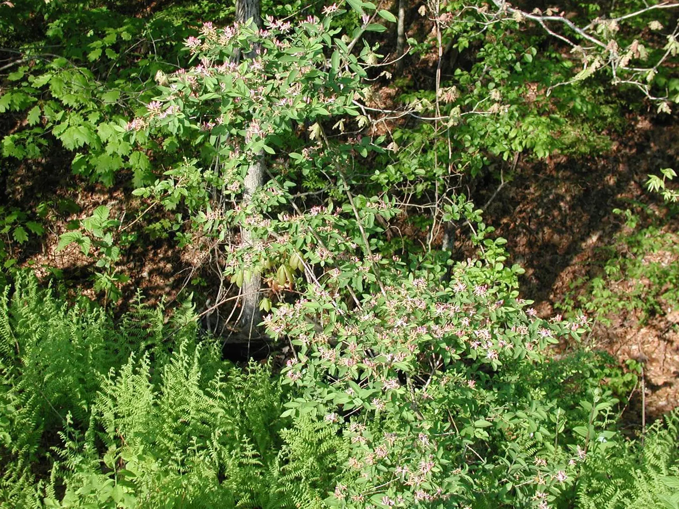 Tatarian Honeysuckle (Lonicera Tatarica) — as well as its ornamental attributes that can enhance the aesthetic appeal of any garden; scientifically named