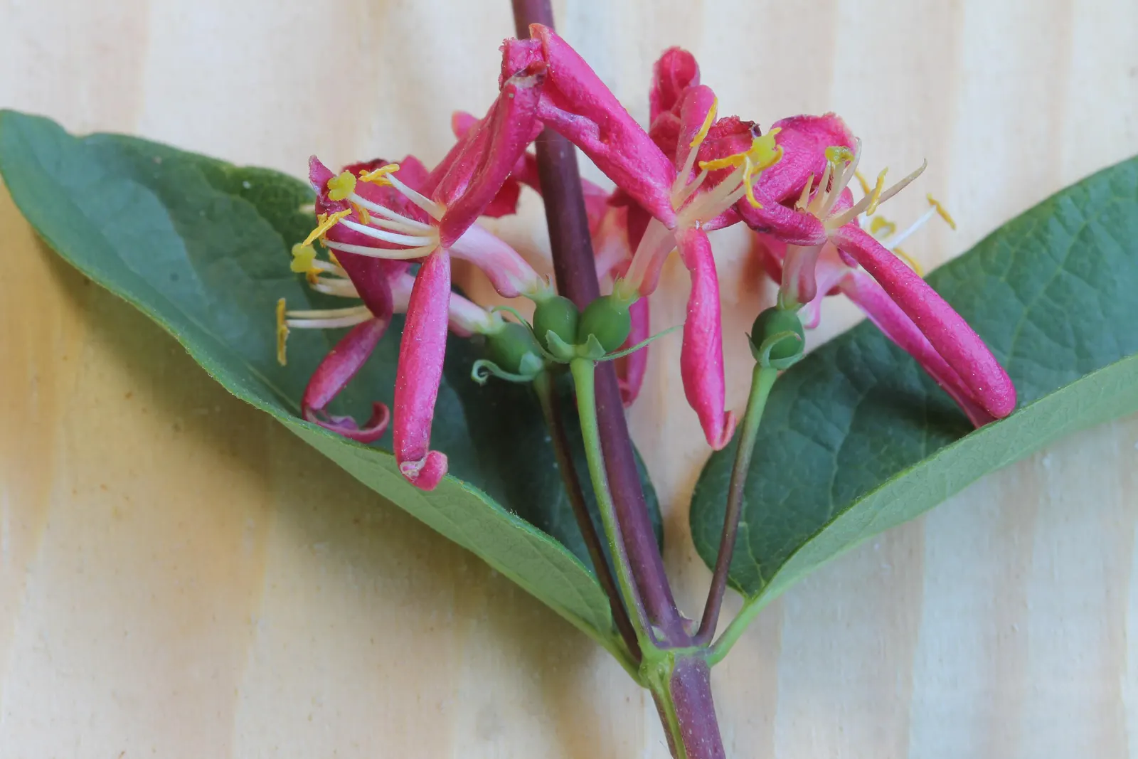 Tatarian Honeysuckle (Lonicera Tatarica) — pink flowers in the garden