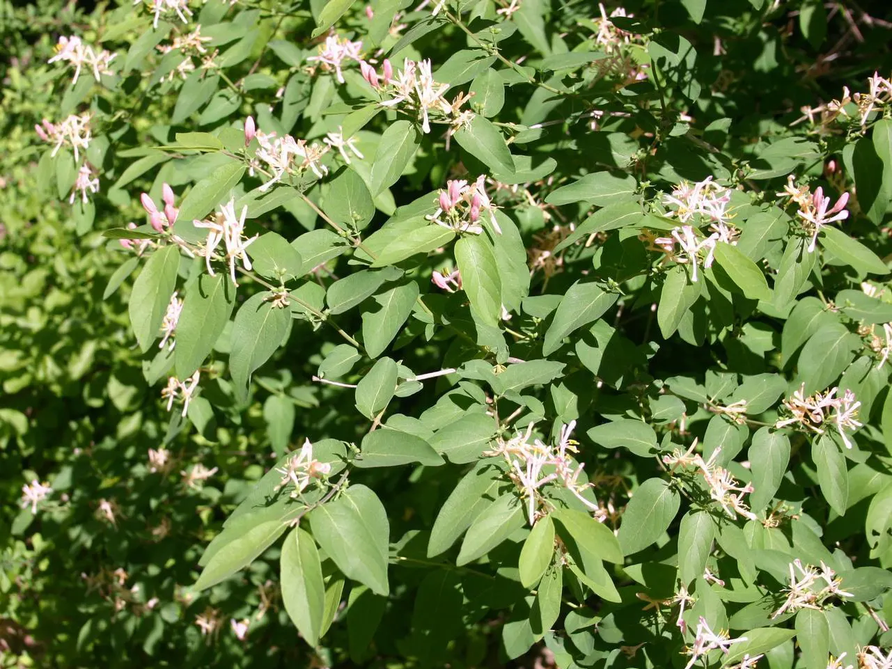 Tatarian Honeysuckle (Lonicera Tatarica) — making it a versatile choice for diverse landscaping designs; pink flowers in the garden