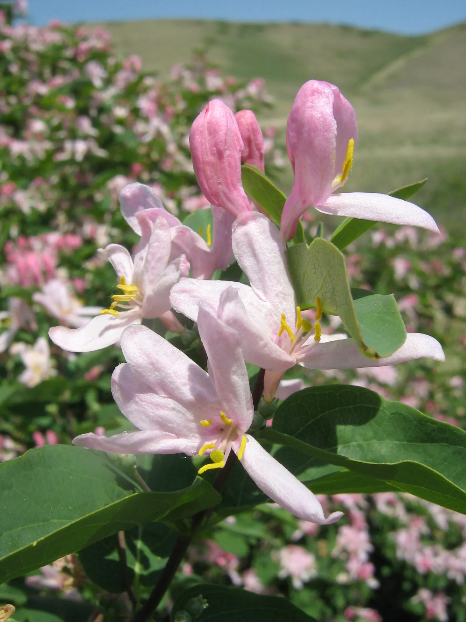 Tatarian Honeysuckle (Lonicera Tatarica) — making it a versatile choice for diverse landscaping designs; pink flowers in the garden, image 71