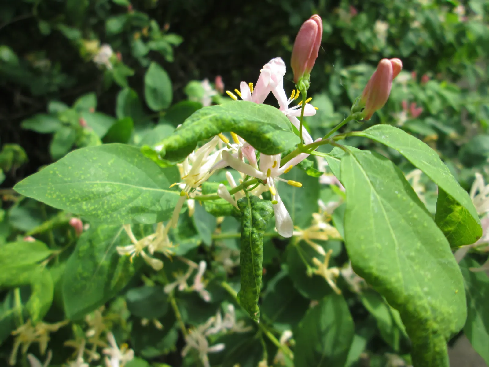 Tatarian Honeysuckle (Lonicera Tatarica) — Regular pruning after flowering can maintain a desired shape and size; this species typically reaches a height of 8