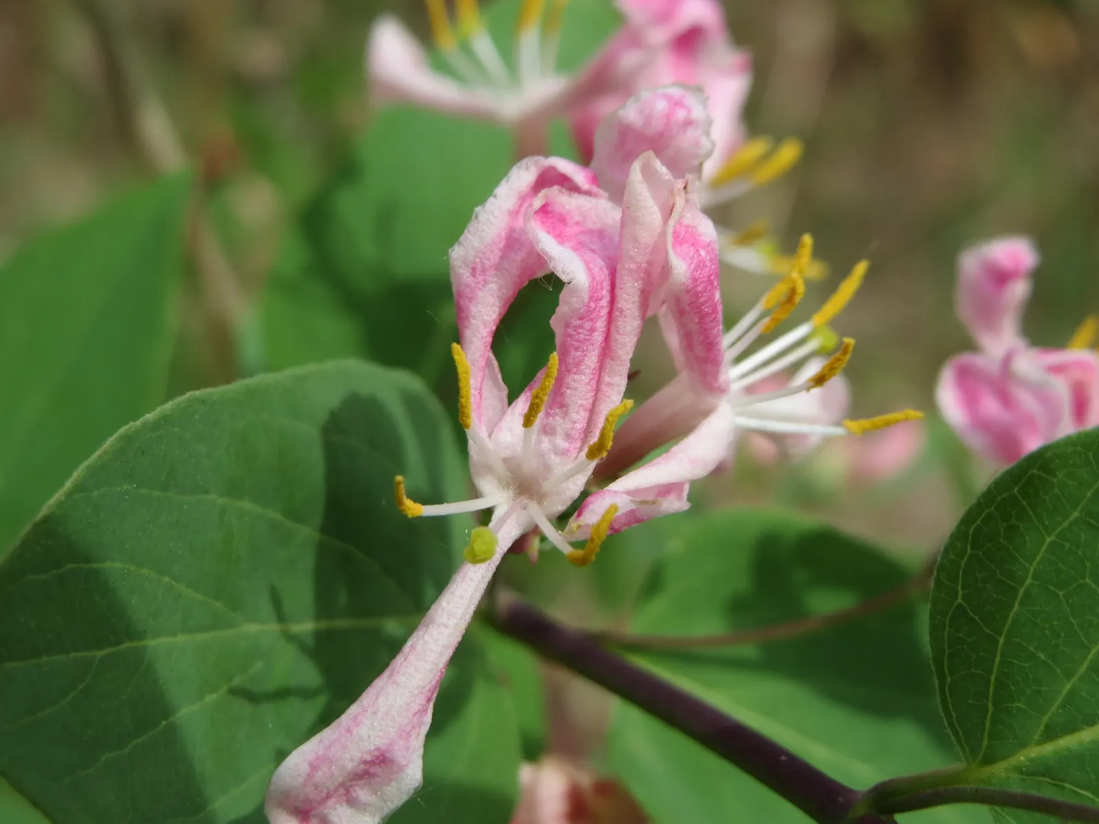 Tatarian Honeysuckle (Lonicera Tatarica) — as well as its ornamental attributes that can enhance the aesthetic appeal of any garden