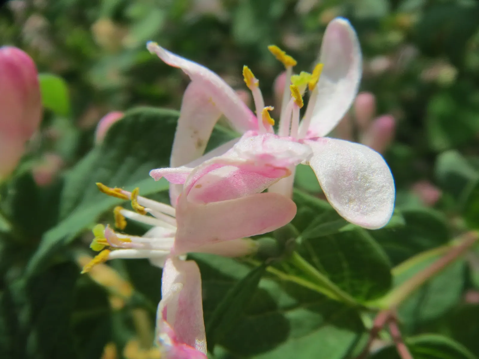 Tatarian Honeysuckle (Lonicera Tatarica) — making it a versatile choice for diverse landscaping designs; pink flowers in the garden, image 133
