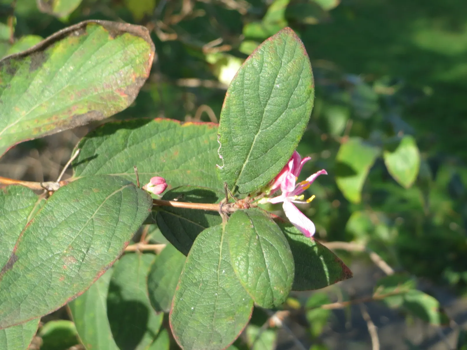 Tatarian Honeysuckle (Lonicera Tatarica) — it attracts birds and butterflies; and also helps in controlling its growth, image 128