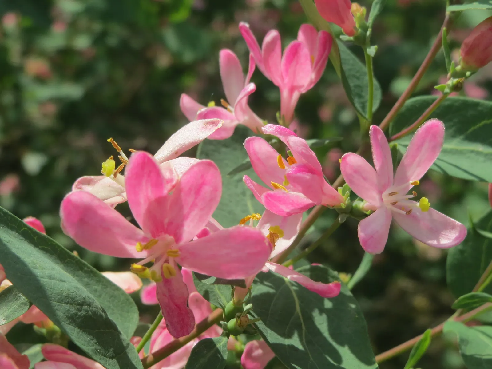 Tatarian Honeysuckle (Lonicera Tatarica) — about 0.75 inches in length; when incorporating the Tatarian Honeysuckle into a landscape design