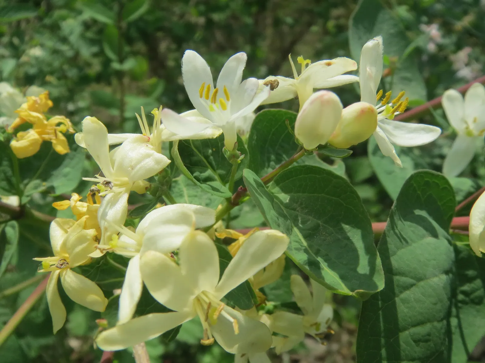 Tatarian Honeysuckle (Lonicera Tatarica) — as well as its ornamental attributes that can enhance the aesthetic appeal of any garden; scientifically, image 121