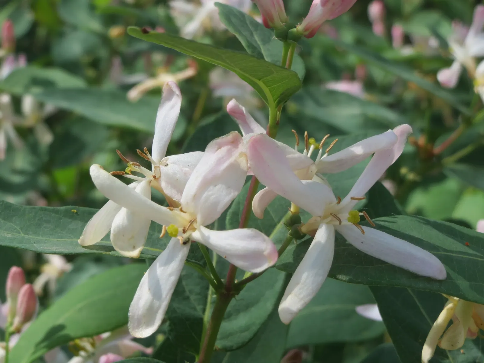Tatarian Honeysuckle (Lonicera Tatarica) — making it a versatile choice for diverse landscaping designs