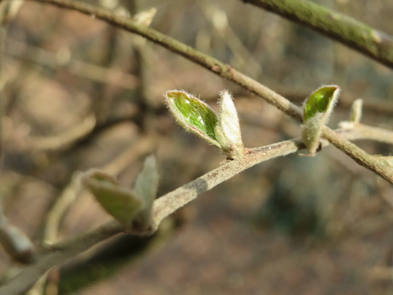 Tatarian Honeysuckle (Lonicera Tatarica) — Requires regular pruning to maintain shape and prevent invasive spread; lonicera tatarica, or Tatarian, image 67