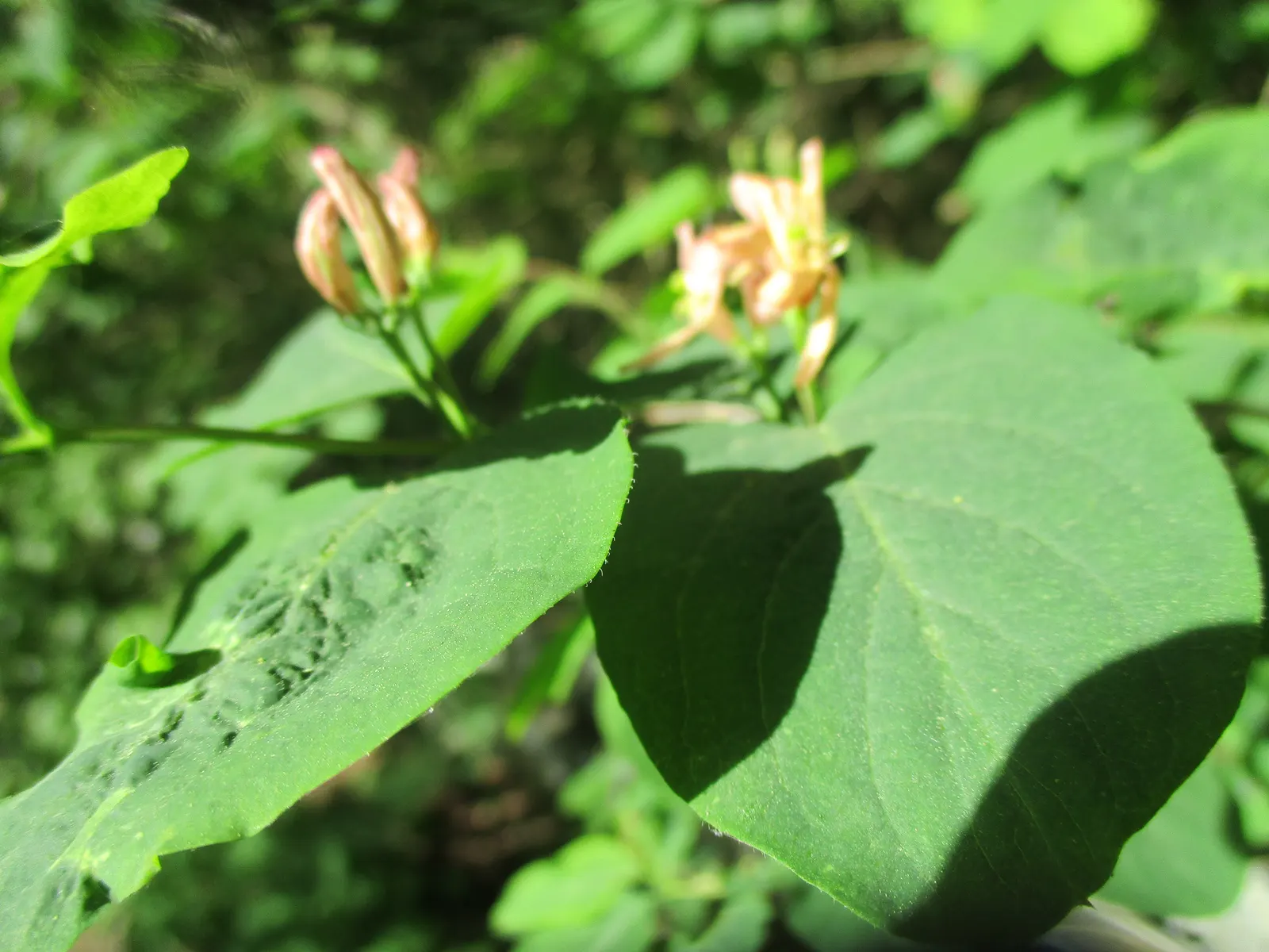 Tatarian Honeysuckle (Lonicera Tatarica) — and also helps in controlling its growth