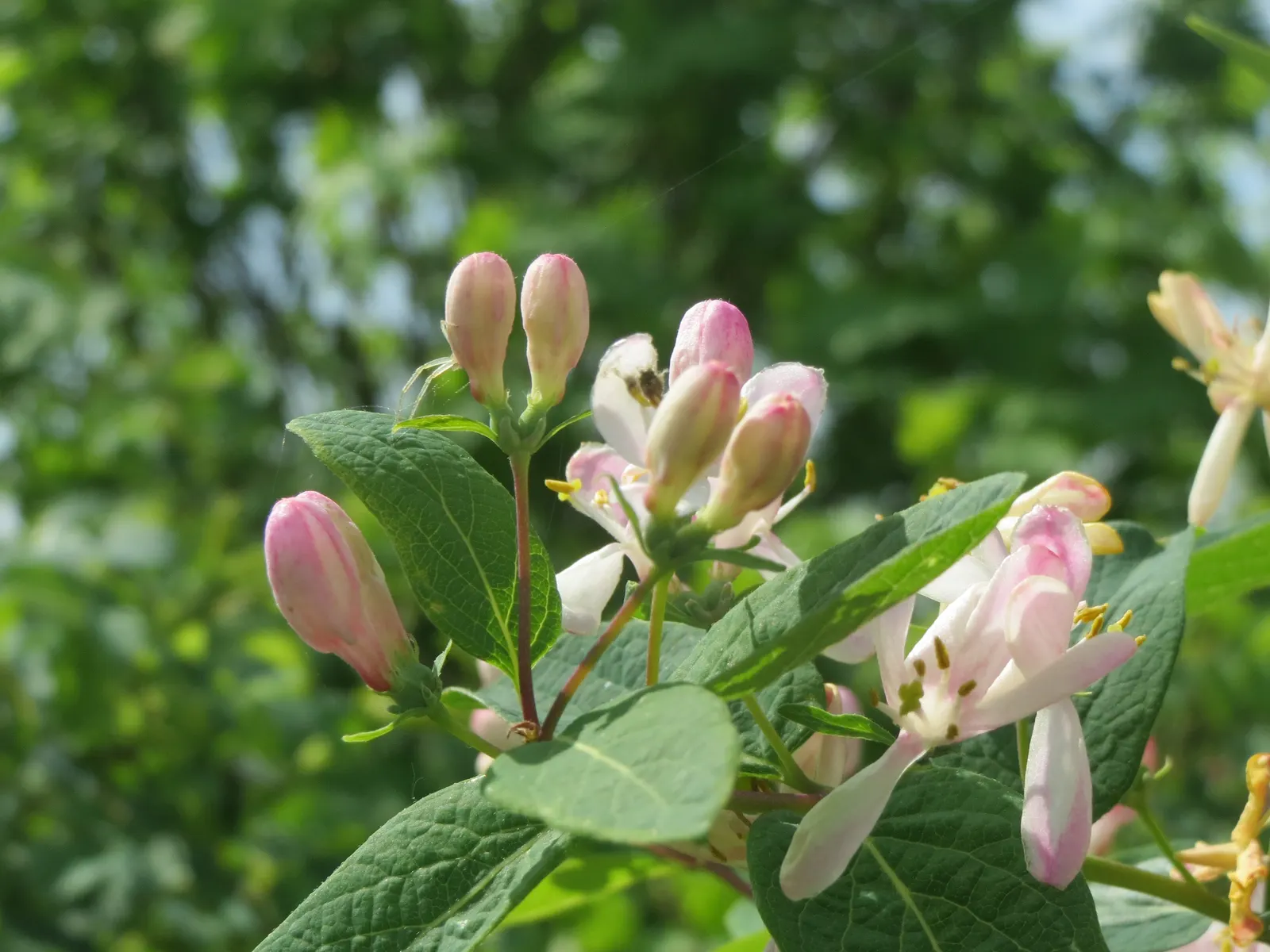 Tatarian Honeysuckle (Lonicera Tatarica) — it attracts birds and butterflies; and also helps in controlling its growth, image 66