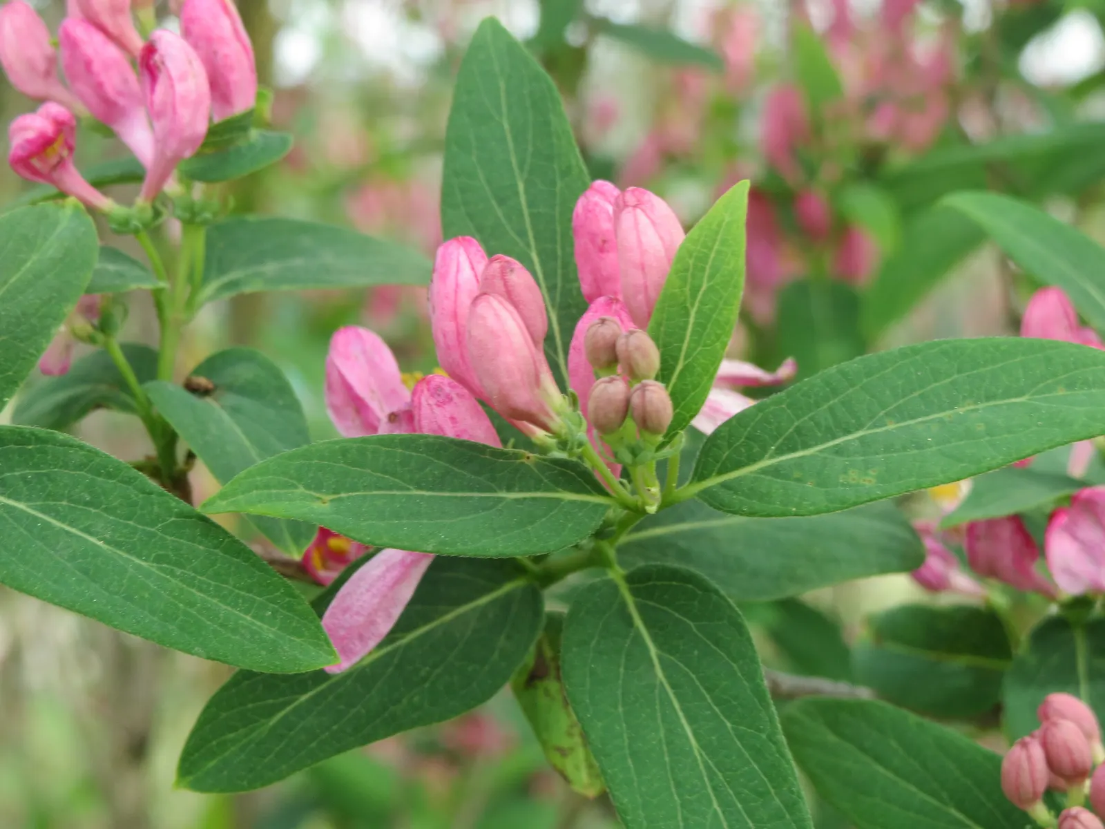 Tatarian Honeysuckle (Lonicera Tatarica) — so it's important to manage the growth and prevent unwanted naturalization.<br><br>Hardy in USDA zones 3 to 8; about
