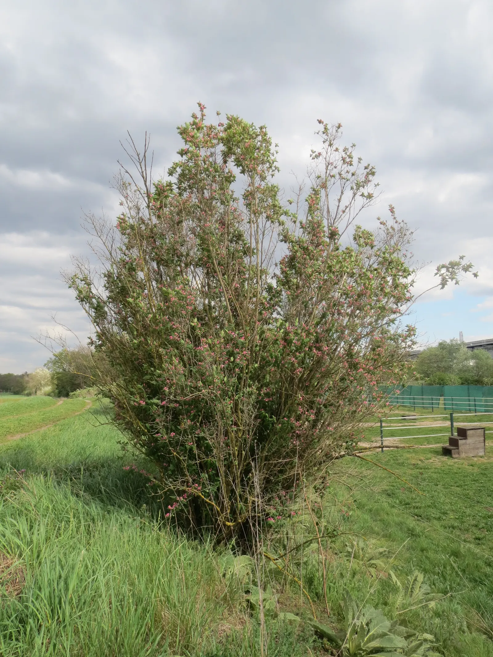 Tatarian Honeysuckle (Lonicera Tatarica) — which facilitate the plant's spread and can make it invasive in some regions; caution advised as berries are toxic