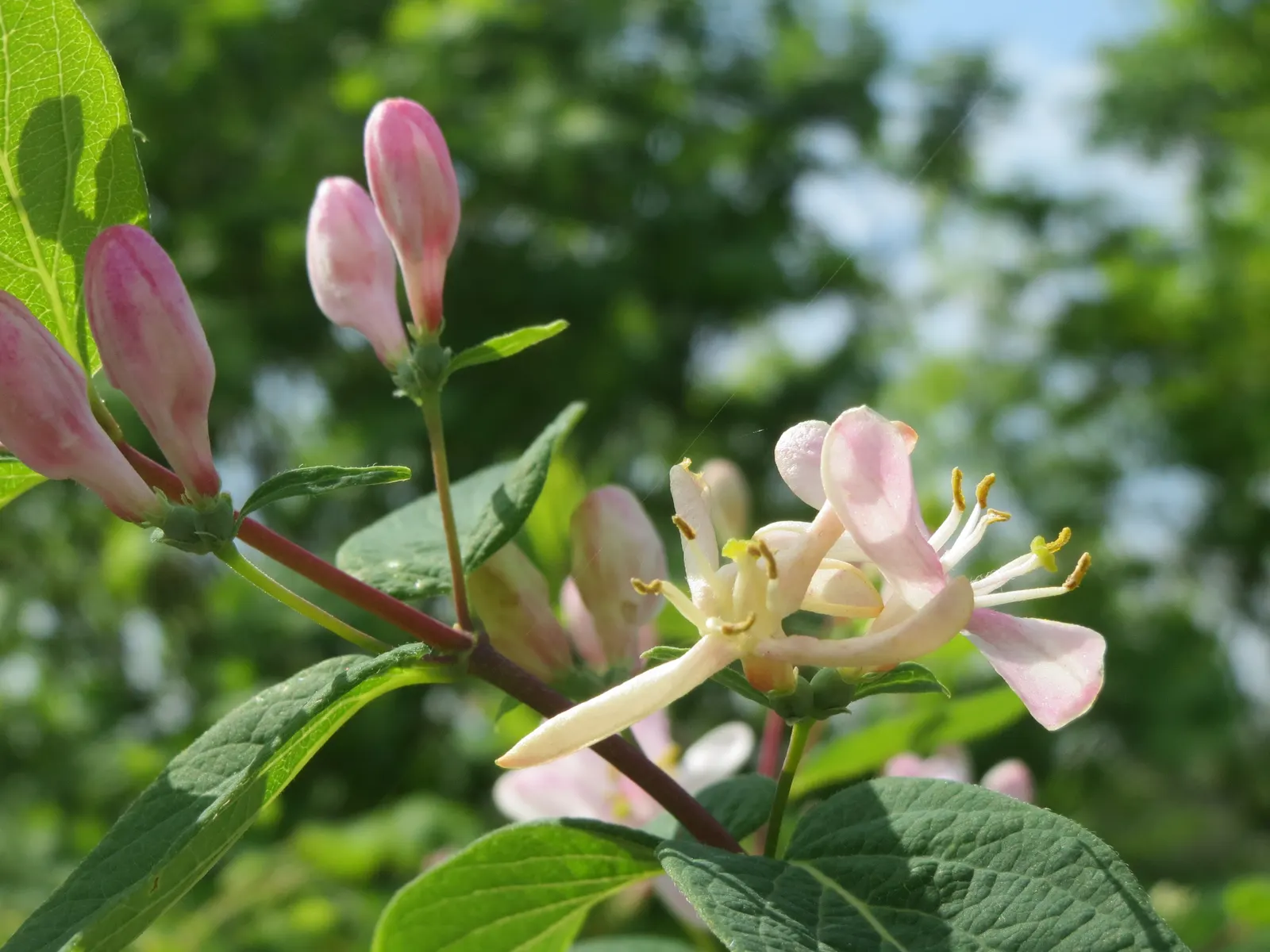 Tatarian Honeysuckle (Lonicera Tatarica) — In late spring to early summer, the Tatarian Honeysuckle bursts into an exuberant display of flowers, image 105