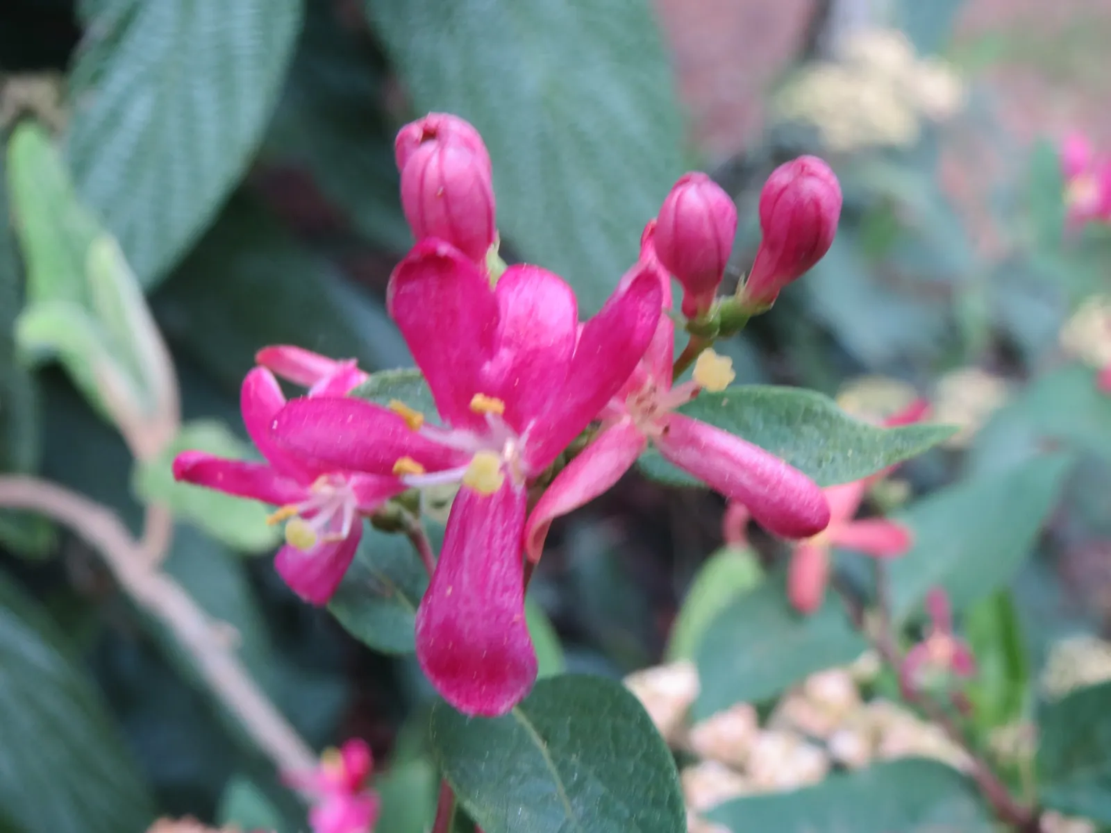 Tatarian Honeysuckle (Lonicera Tatarica) — and also helps in controlling its growth; providing food for birds and a pop of color in the autumn landscape