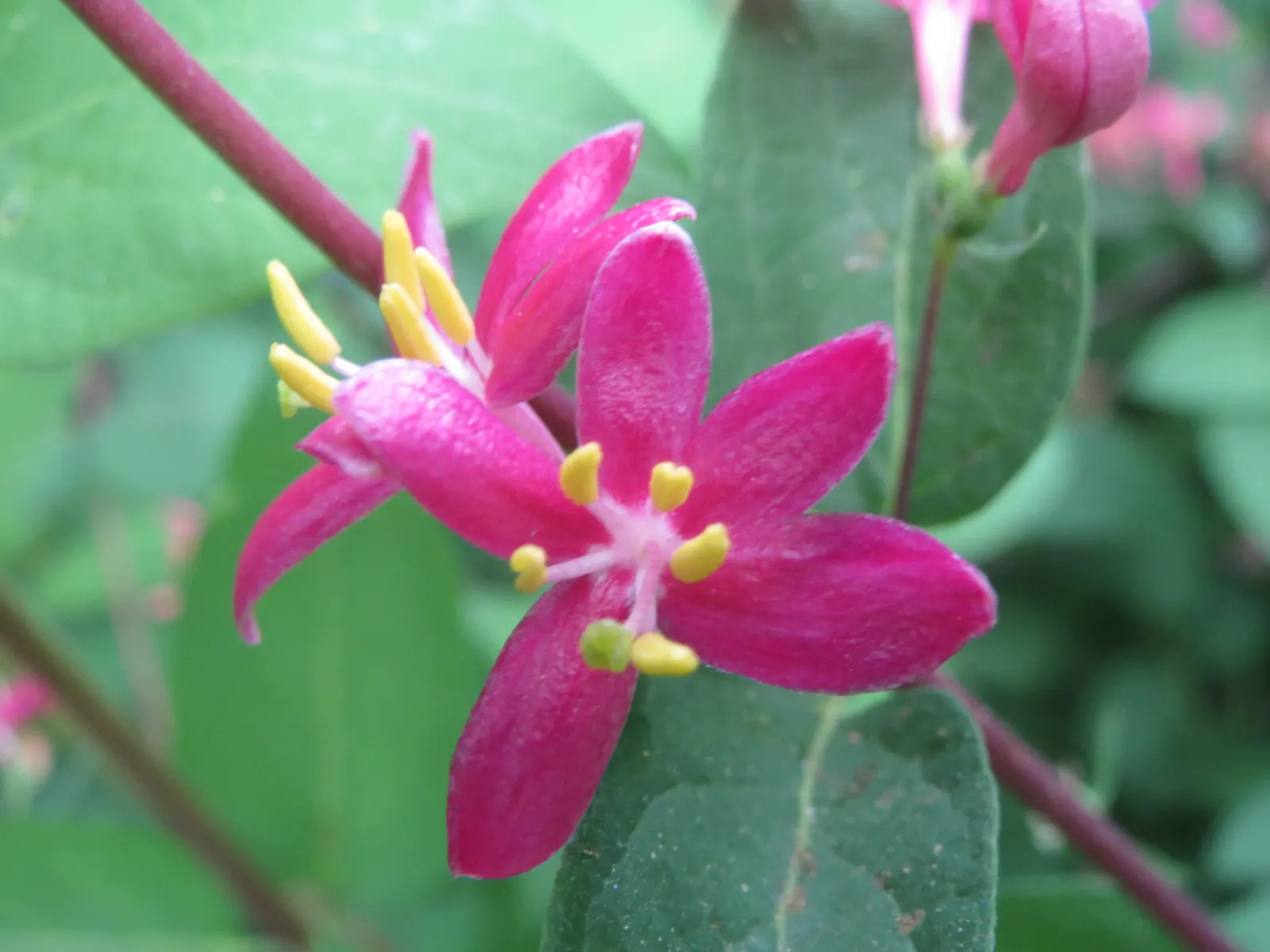 Tatarian Honeysuckle (Lonicera Tatarica) — pink flowers in the garden; adorn the shrub in shades of pink, image 122