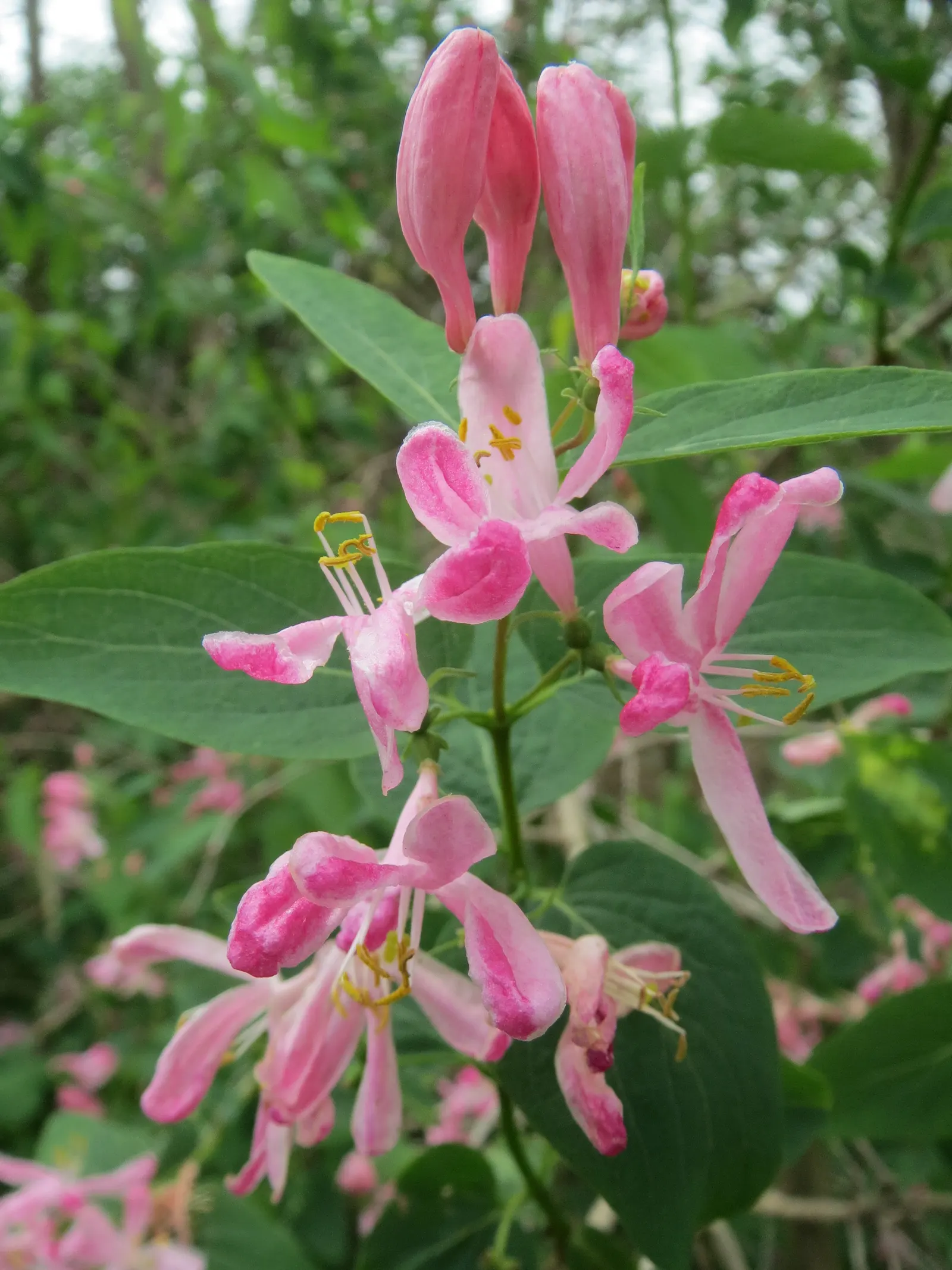 Tatarian Honeysuckle (Lonicera Tatarica) — it attracts birds and butterflies