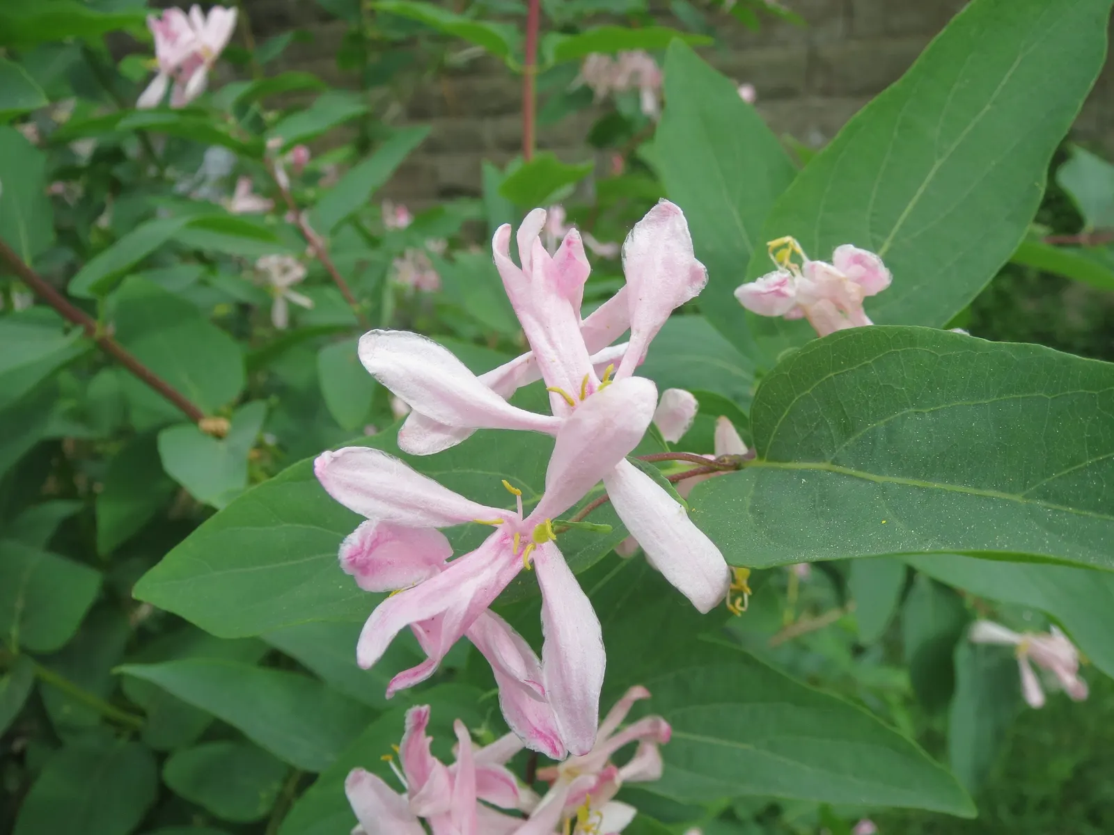 Tatarian Honeysuckle (Lonicera Tatarica) — the Tatarian Honeysuckle is drought tolerant once established and can thrive in a range of soil types
