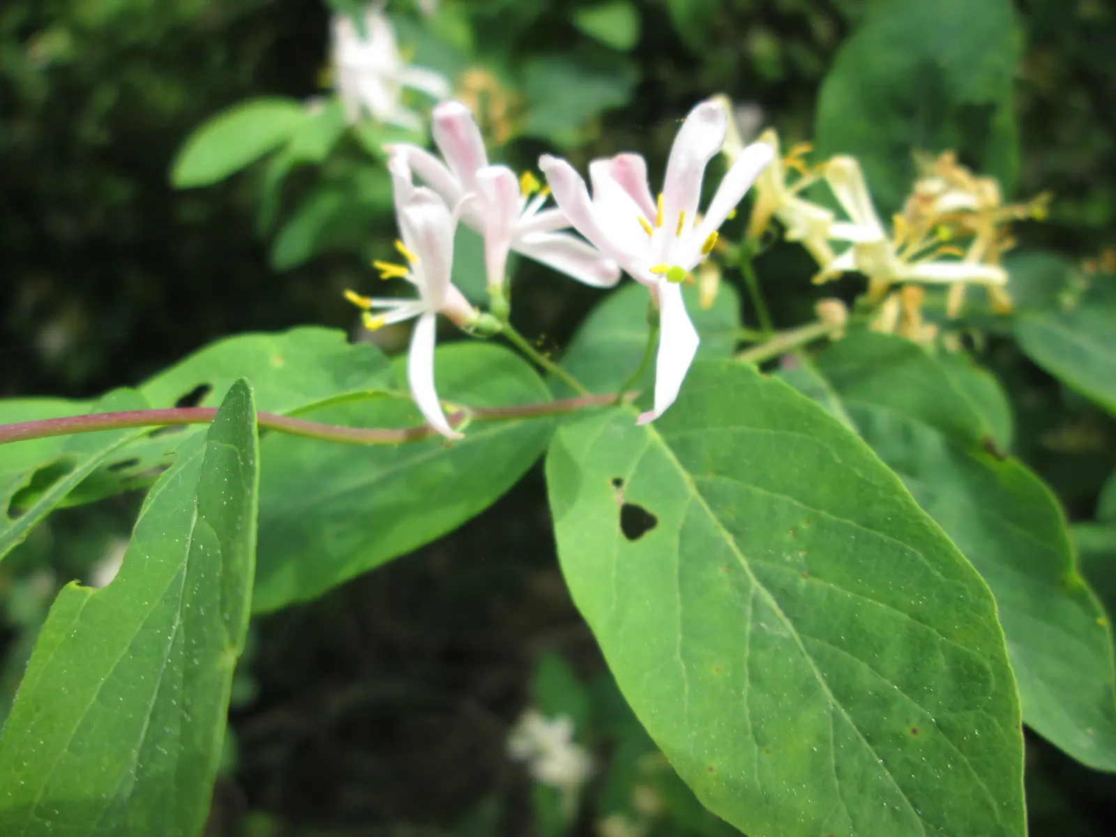 Tatarian Honeysuckle (Lonicera Tatarica) — scientifically named Lonicera tatarica