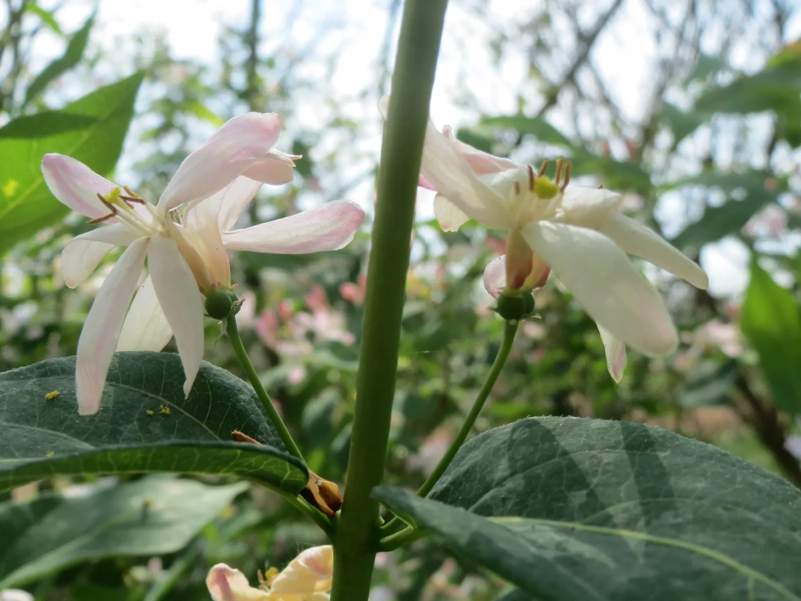 Tatarian Honeysuckle (Lonicera Tatarica) — It reaches 8-12 ft in height and spreads 10-12 ft, flourishing in full sun to partial shade; and approximately 1 to