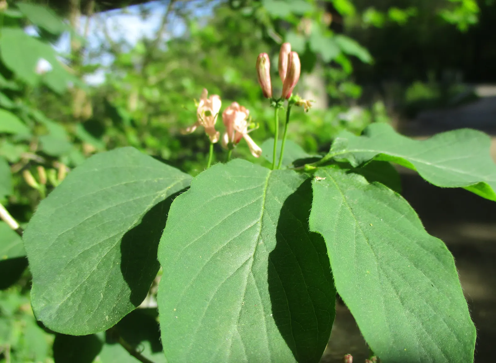 Tatarian Honeysuckle (Lonicera Tatarica) — Full sun to partial shade is best to ensure optimal growth and flowering; prized for its profusion of, image 116