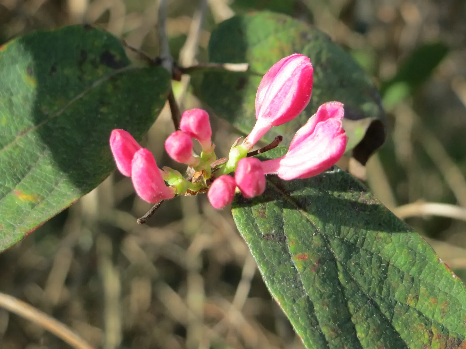 Tatarian Honeysuckle (Lonicera Tatarica) — Requires regular pruning to maintain shape and prevent invasive spread; lonicera tatarica, or Tatarian Honeysuckle