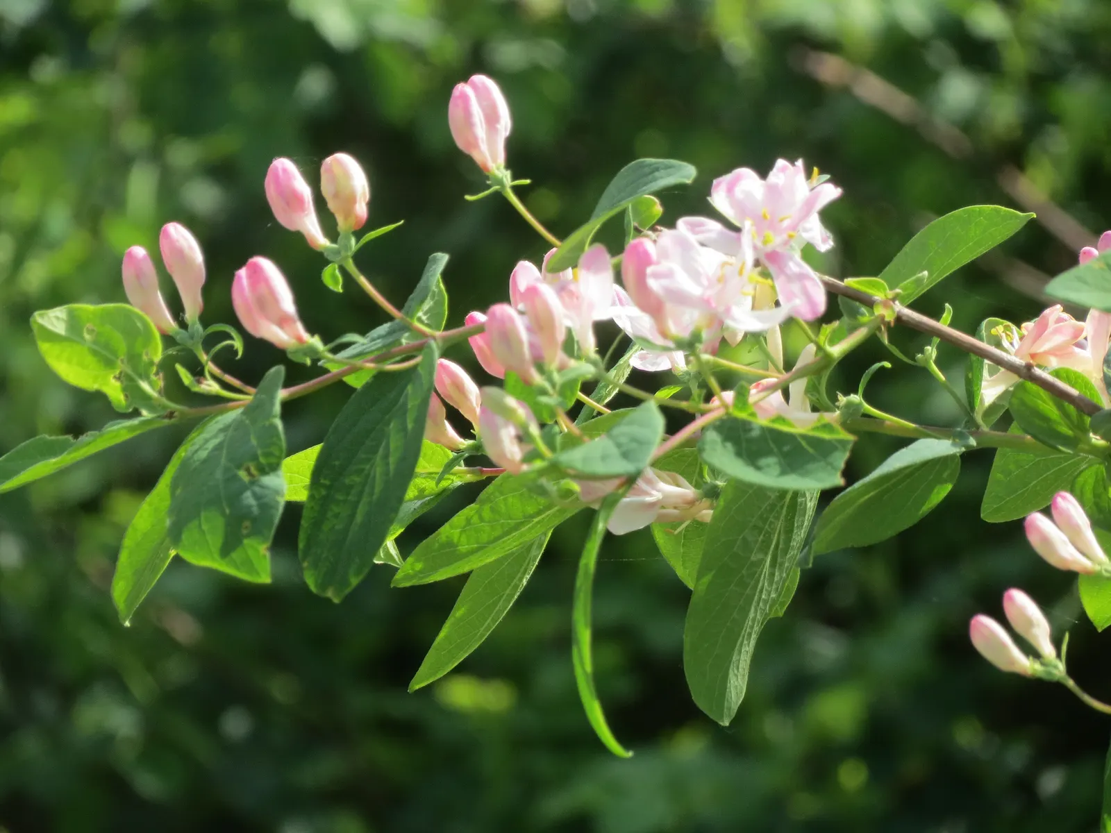 Tatarian Honeysuckle (Lonicera Tatarica) — Regular pruning after flowering can maintain a desired shape and size