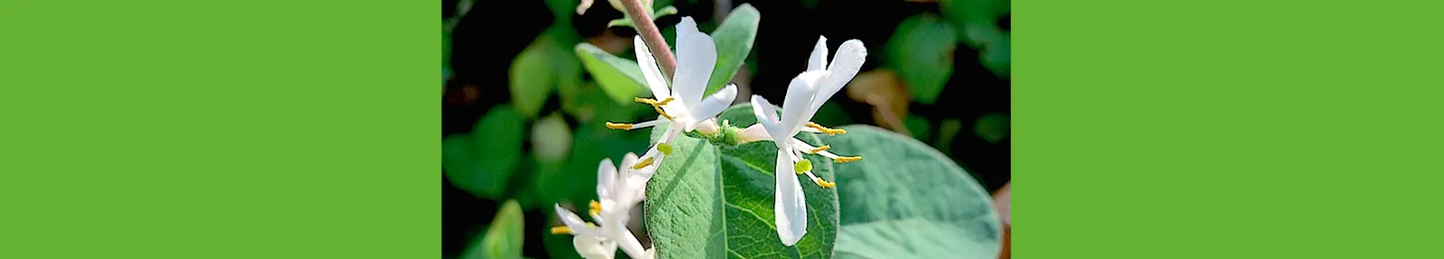 Tatarian Honeysuckle (Lonicera Tatarica) — so it's important to manage the growth and prevent unwanted naturalization.<br><br>Hardy in USDA zones 3 to 8