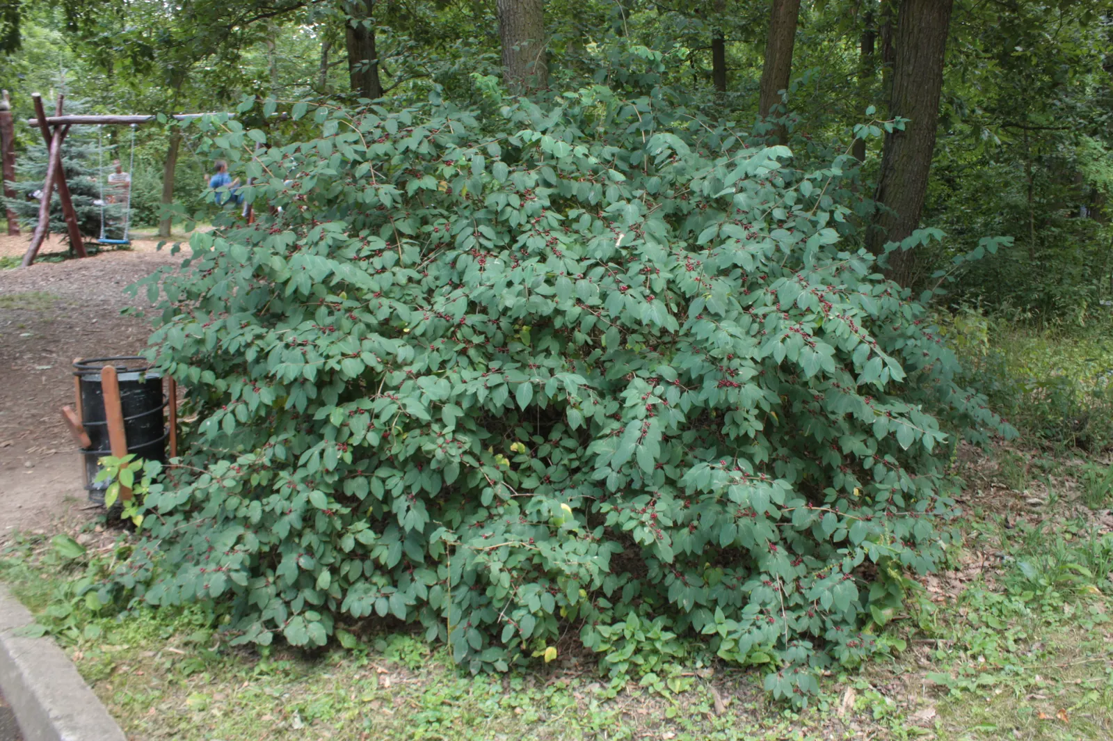 Tatarian Honeysuckle (Lonicera Tatarica) — the Tatarian Honeysuckle is drought tolerant once established and can thrive in a range of soil types; so it's