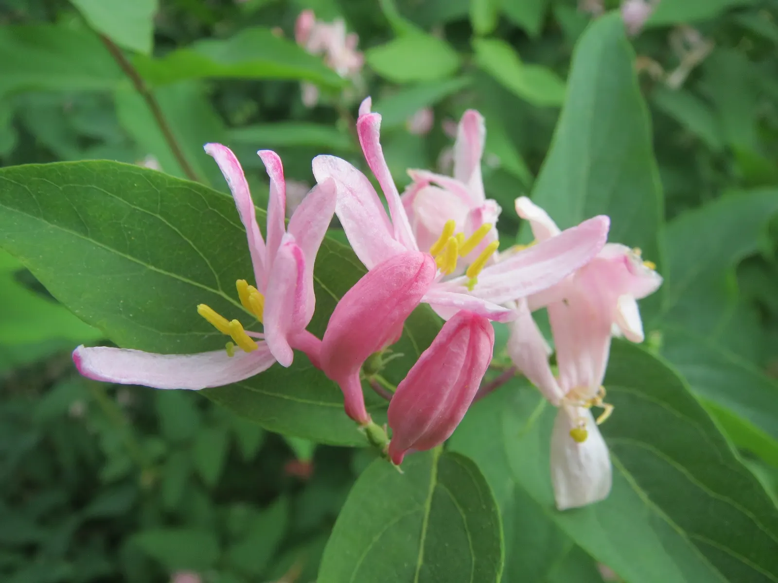 Tatarian Honeysuckle (Lonicera Tatarica) — the plant produces small red or orange berries, image 47