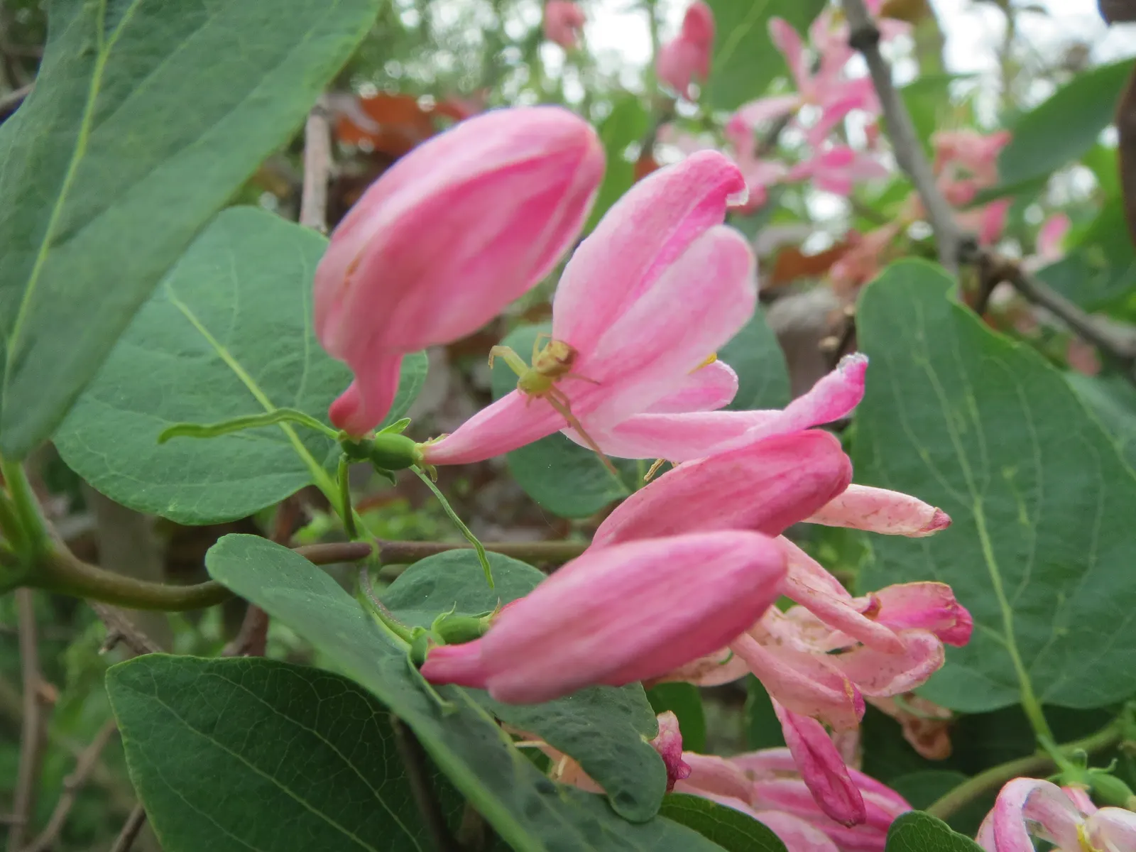 Tatarian Honeysuckle (Lonicera Tatarica) — is a deciduous shrub celebrated for its vibrant floral displays and adaptability; although it prefers well-draining