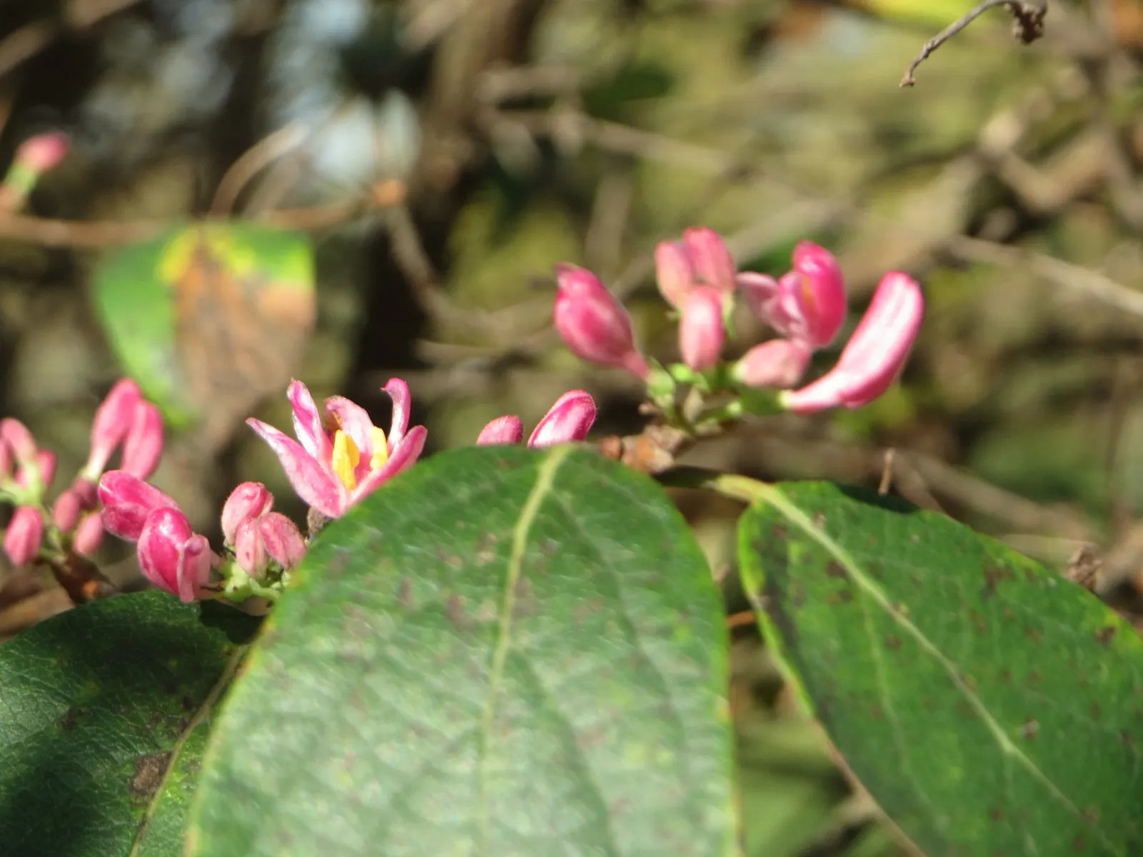 Tatarian Honeysuckle (Lonicera Tatarica) — It reaches 8-12 ft in height and spreads 10-12 ft, flourishing in full sun to partial shade; and, image 95