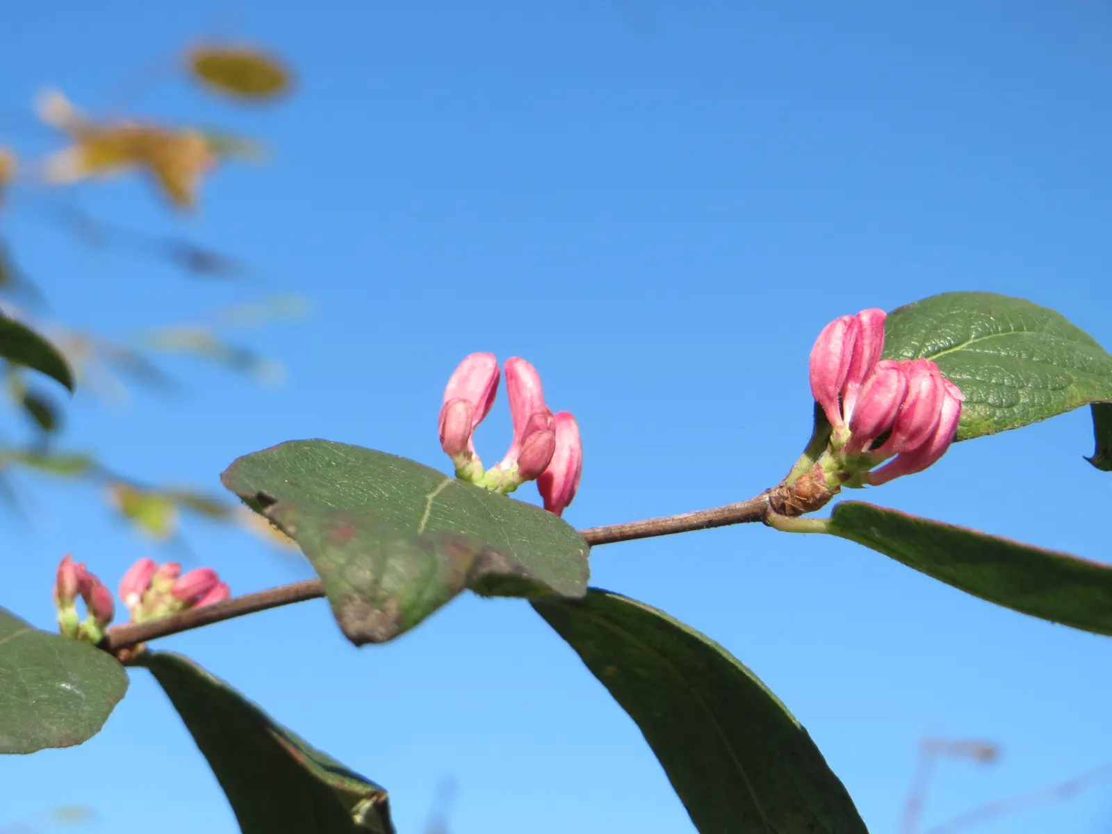 Tatarian Honeysuckle (Lonicera Tatarica) — providing food for birds and a pop of color in the autumn landscape; full sun to partial shade is best to ensure