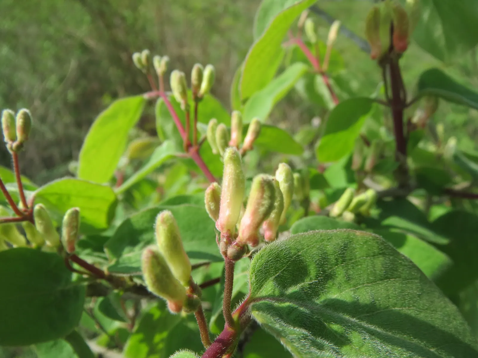 Tatarian Honeysuckle (Lonicera Tatarica) — is a deciduous shrub celebrated for its vibrant floral displays and adaptability
