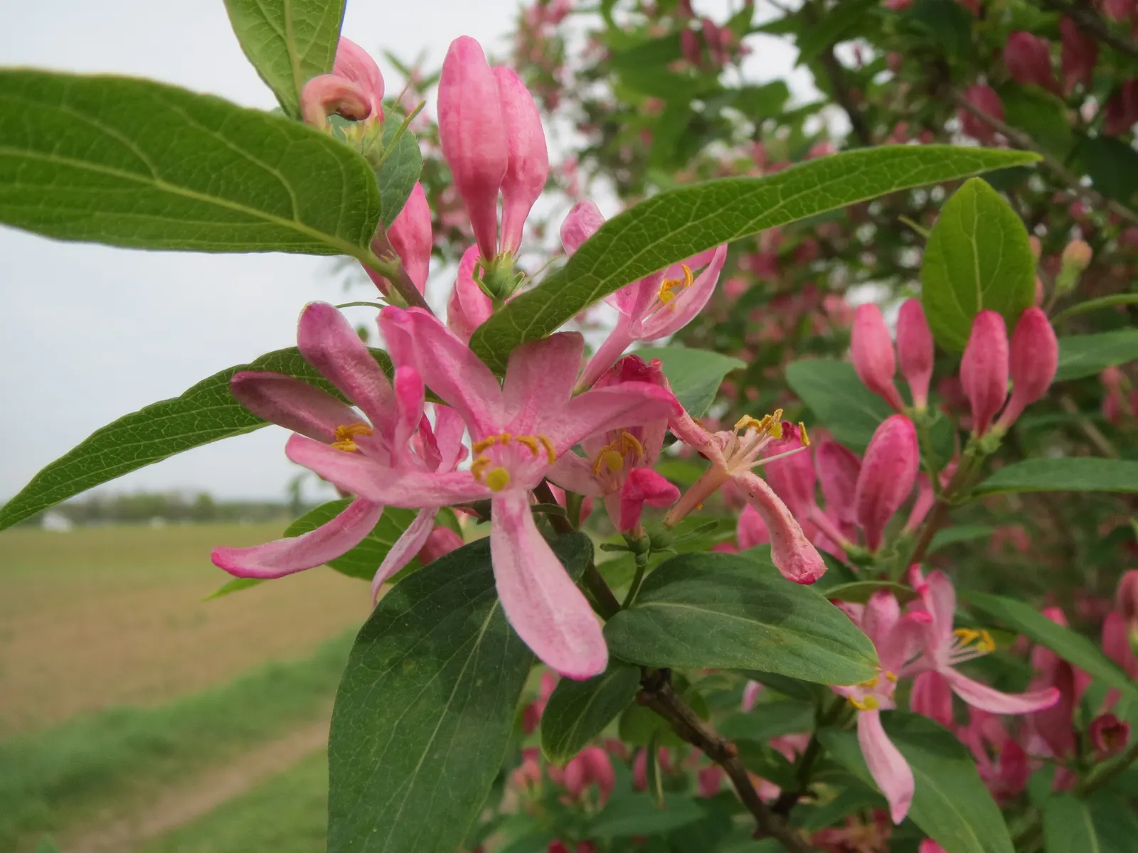Tatarian Honeysuckle (Lonicera Tatarica) — providing food for birds and a pop of color in the autumn landscape