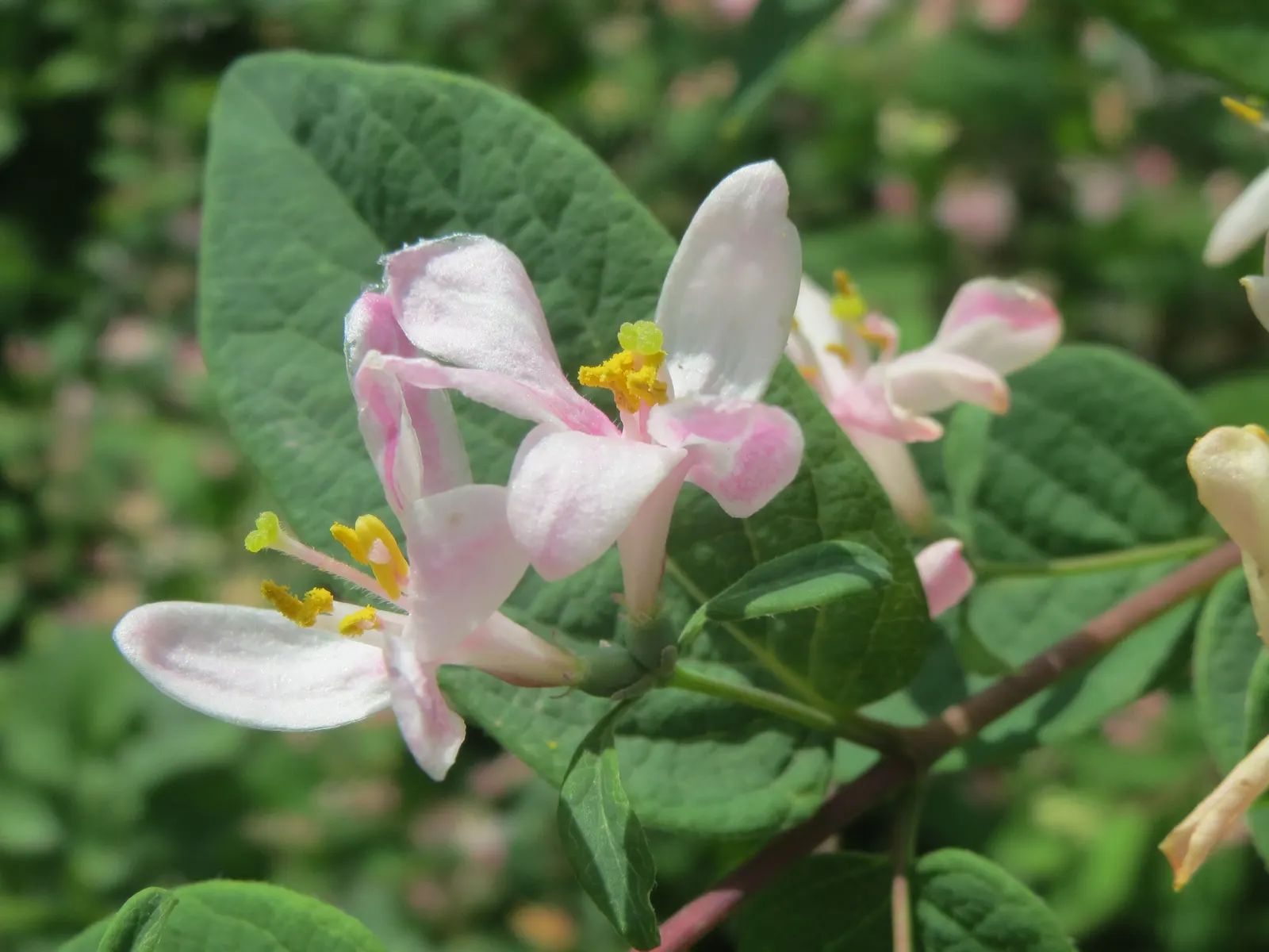 Tatarian Honeysuckle (Lonicera Tatarica) — the plant produces small red or orange berries, image 109