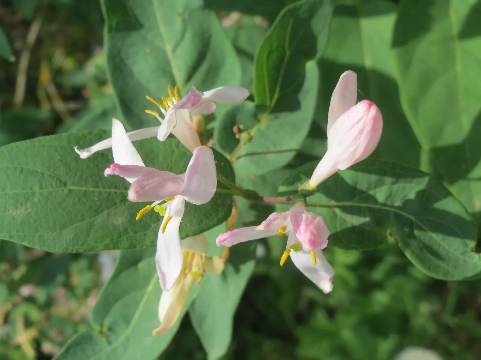 Tatarian Honeysuckle (Lonicera Tatarica) — Lonicera tatarica, or Tatarian Honeysuckle, is an ornamental shrub thriving in USDA zones 4-9; it, image 94