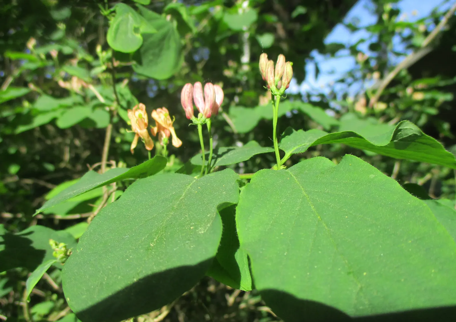 Tatarian Honeysuckle (Lonicera Tatarica) — This species typically reaches a height of 8 to 12 feet and has a similar spread