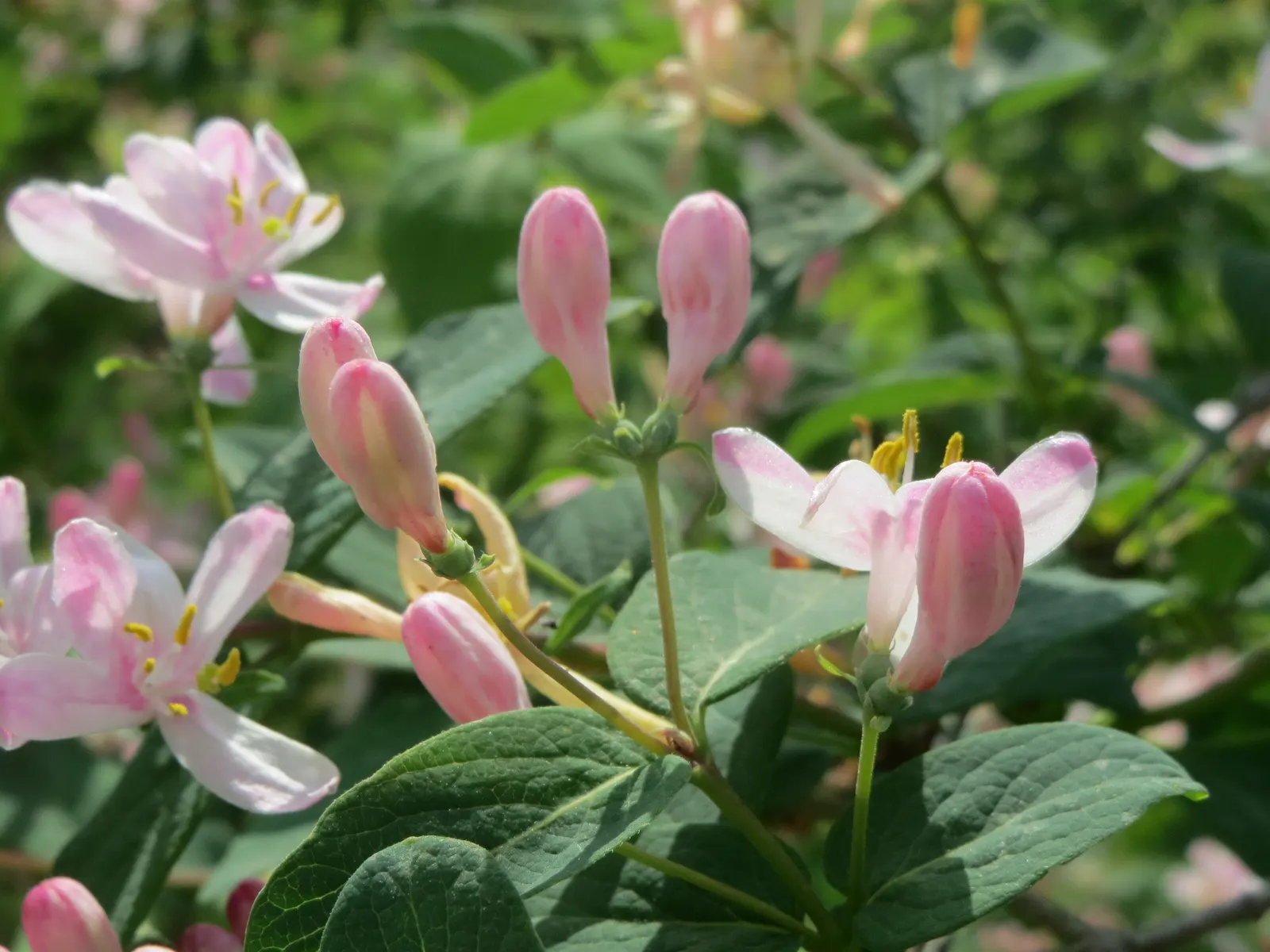 Tatarian Honeysuckle (Lonicera Tatarica) — it attracts birds and butterflies; and also helps in controlling its growth
