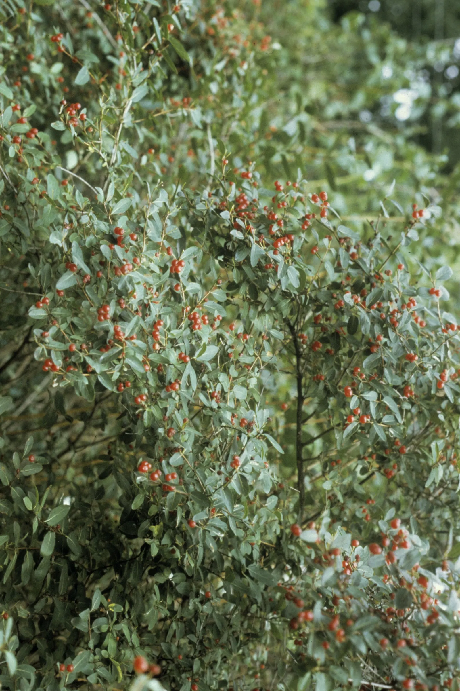 Tatarian Honeysuckle (Lonicera Tatarica) — and approximately 1 to 2.5 inches long