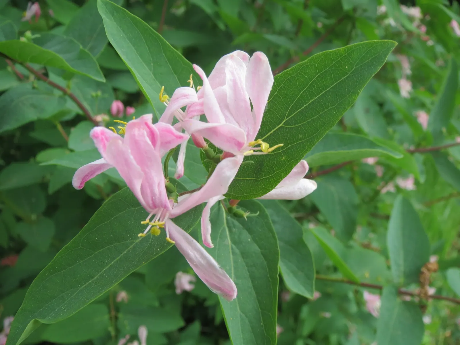 Tatarian Honeysuckle (Lonicera Tatarica) — Caution advised as berries are toxic if ingested; is a deciduous shrub celebrated for its vibrant floral, image 130