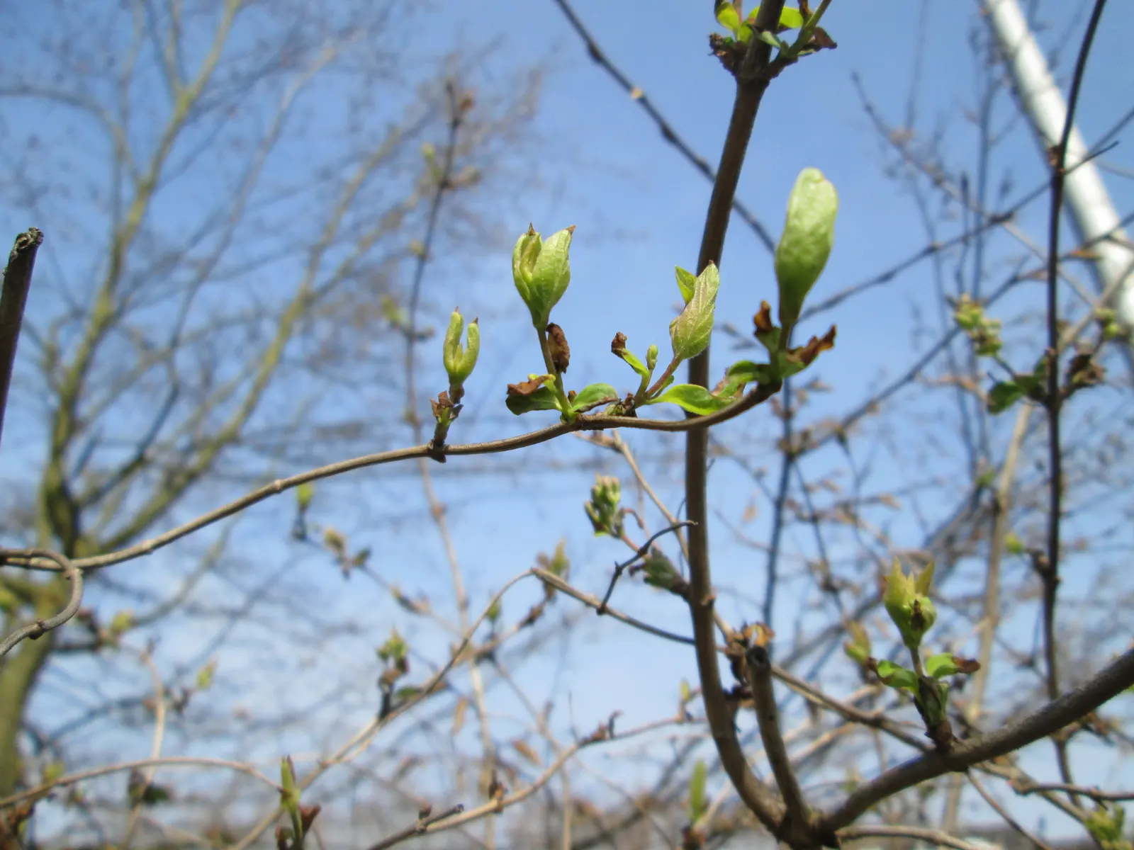Tatarian Honeysuckle (Lonicera Tatarica) — providing food for birds and a pop of color in the autumn landscape; full sun to partial shade is best, image 110