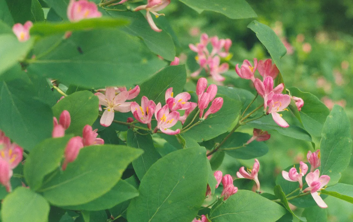 Tatarian Honeysuckle (Lonicera Tatarica) — Prized for its profusion of pink to red blossoms in late spring; these berries also contain seeds, image 127
