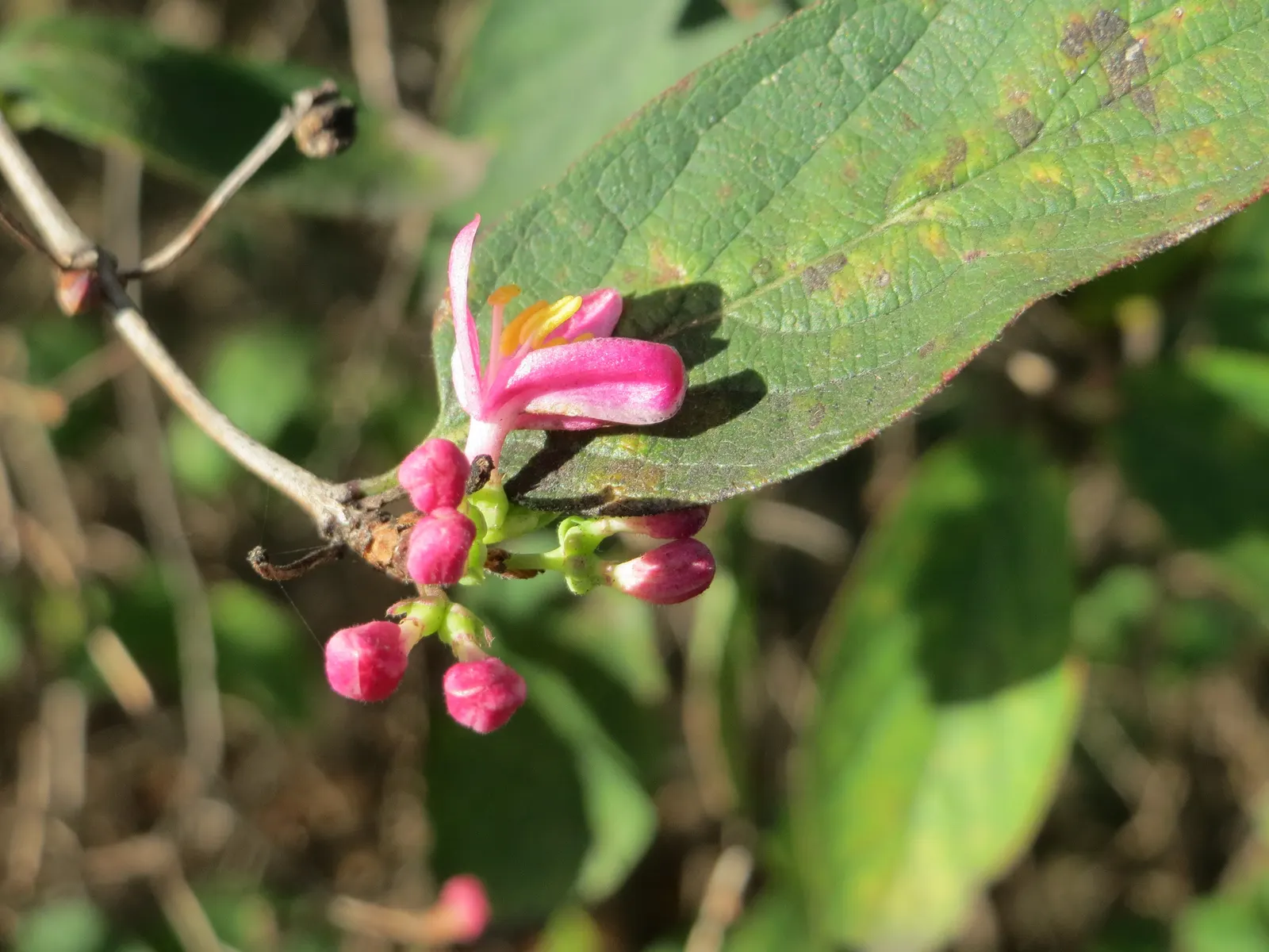 Tatarian Honeysuckle (Lonicera Tatarica) — and approximately 1 to 2.5 inches long; in late spring to early summer, the Tatarian Honeysuckle bursts, image 104