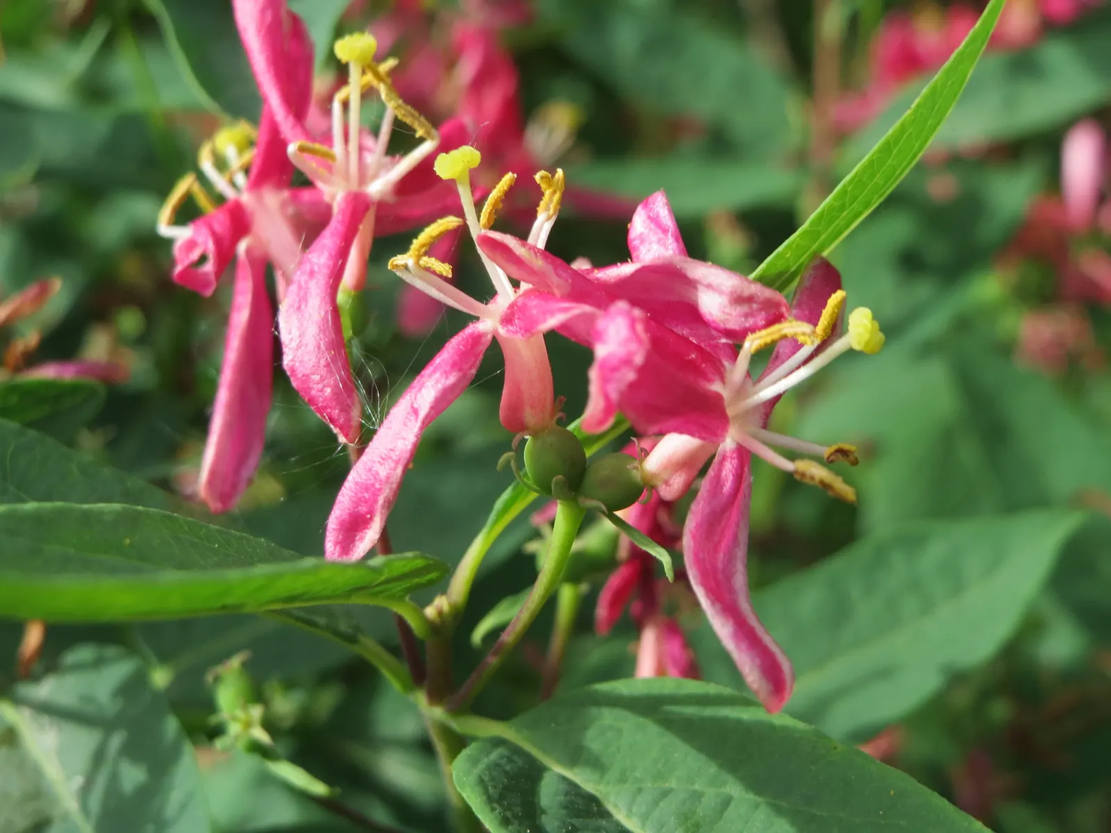 Tatarian Honeysuckle (Lonicera Tatarica) — the Tatarian Honeysuckle is drought tolerant once established and can thrive in a range of soil types, image 83