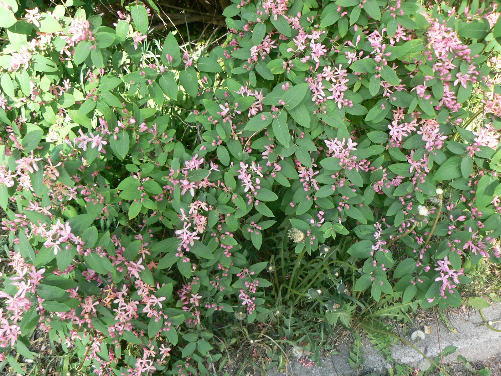 Tatarian Honeysuckle (Lonicera Tatarica) — Caution advised as berries are toxic if ingested; is a deciduous shrub celebrated for its vibrant floral, image 68