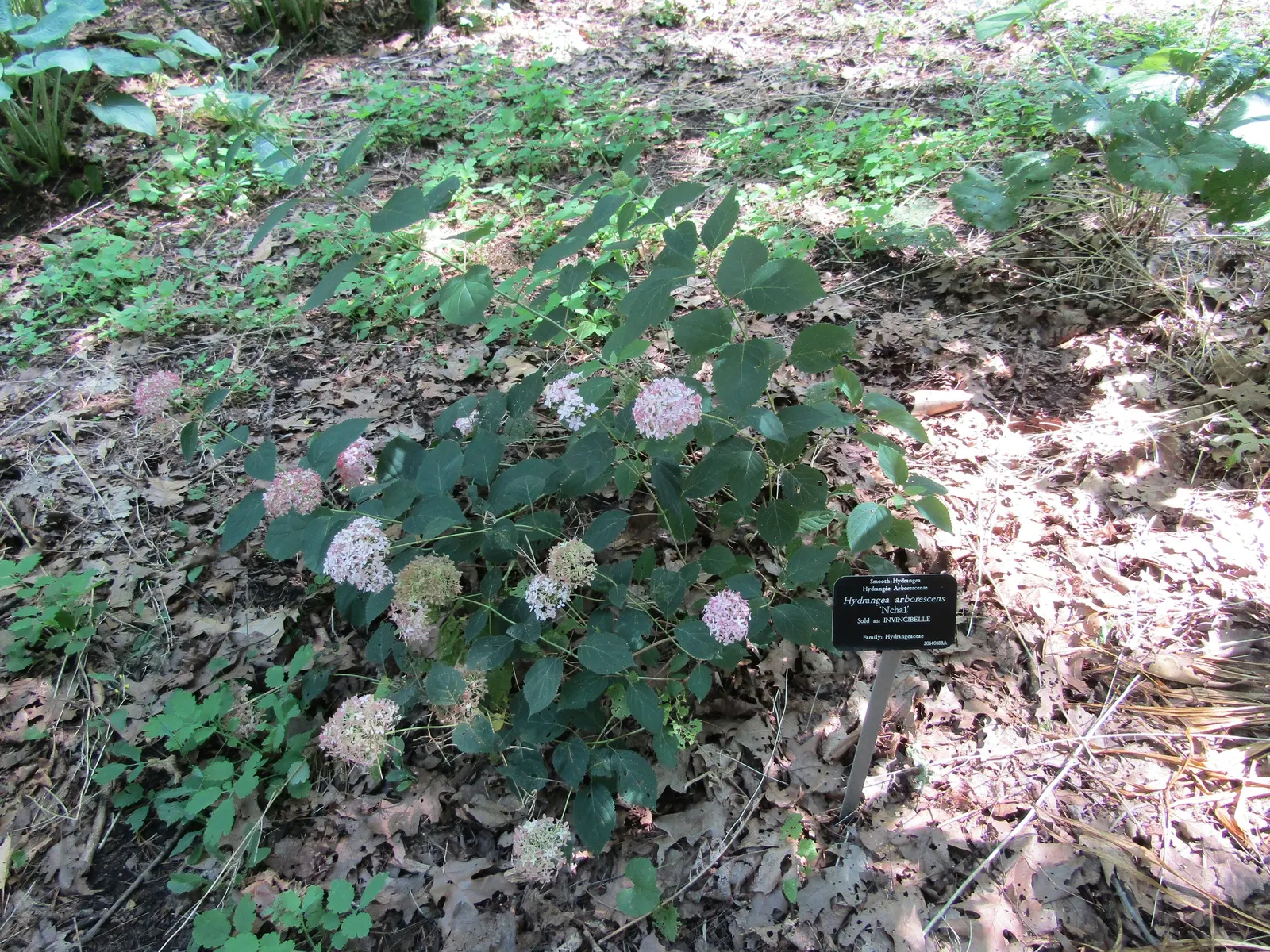 Invincibelle Hydrangea (Hydrangea Arb. 'Invincibelle Spirit') — Blooming from early summer through frost, it reaches a mature size of 3-4 feet tall and wide