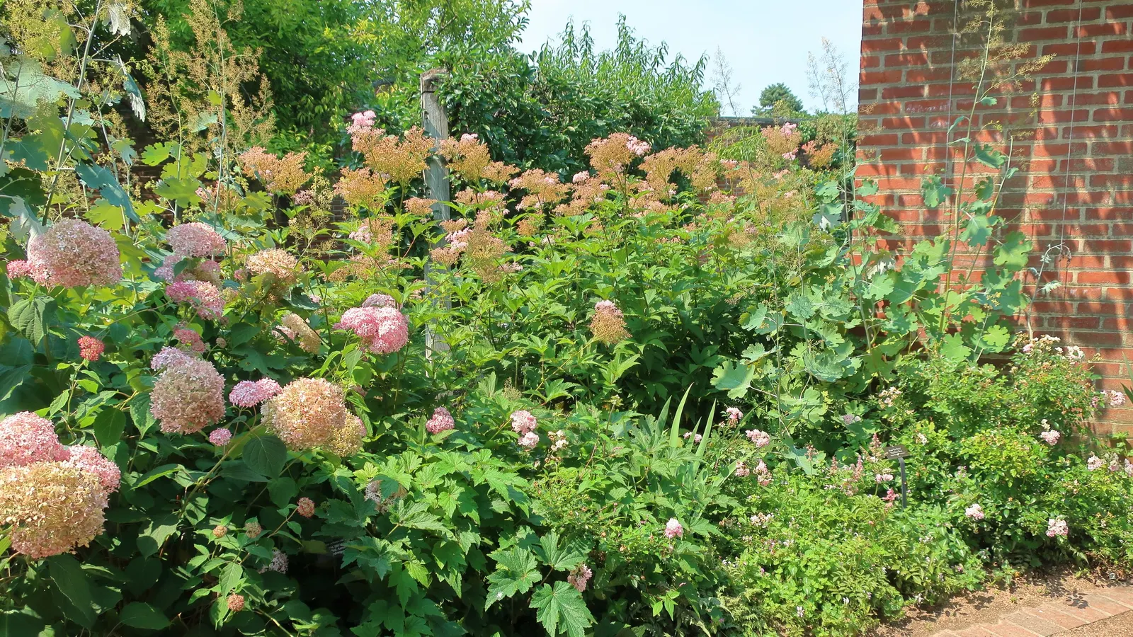 Invincibelle Hydrangea (Hydrangea Arb. 'Invincibelle Spirit') — 'Invincibelle Spirit') is a robust, deciduous shrub that boasts rich pink, mophead flowers
