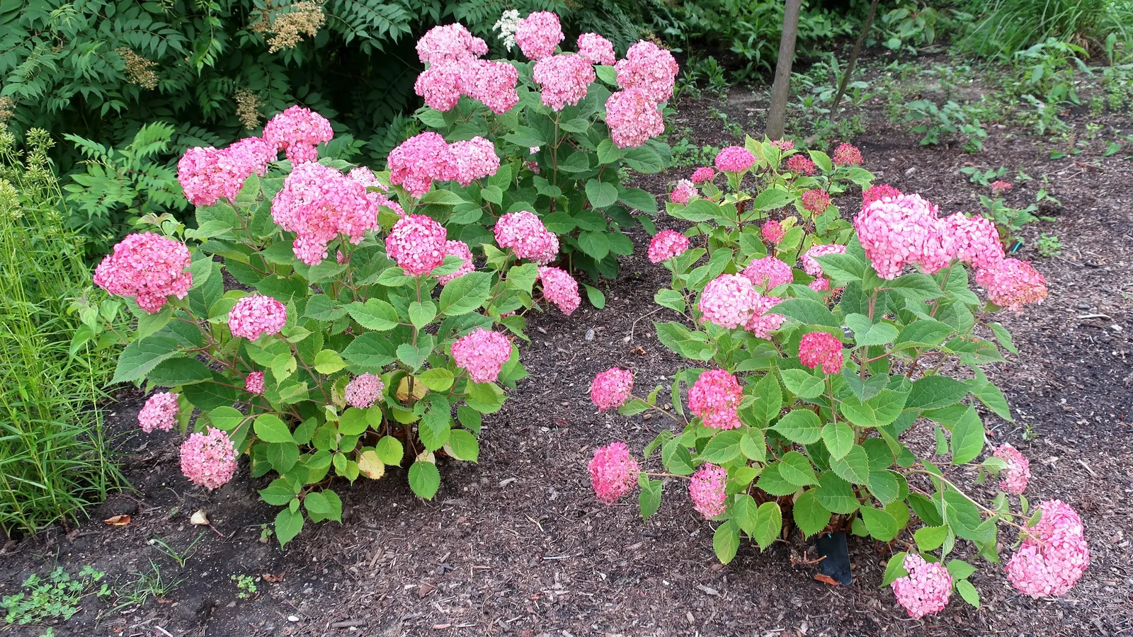 Invincibelle Hydrangea (Hydrangea Arb. 'Invincibelle Spirit') — The Invincibelle Hydrangea (Hydrangea arb