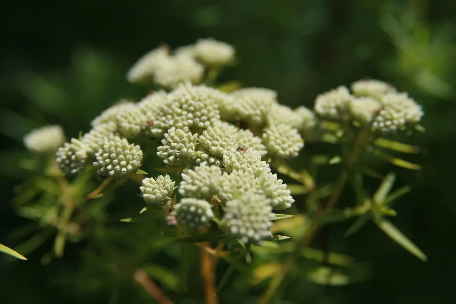 Eastern Whorled Milkweed (Asclepias Verticillata) — Eastern Whorled Milkweed (Asclepias verticillata); favoring full sun exposure to part shade and
